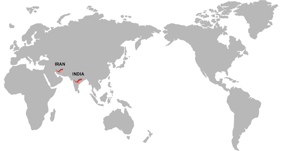 INTERNATIONAL AGENTS MAP